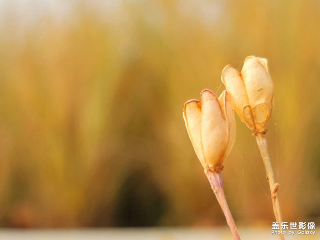 《每周星鮮事》 第128期: