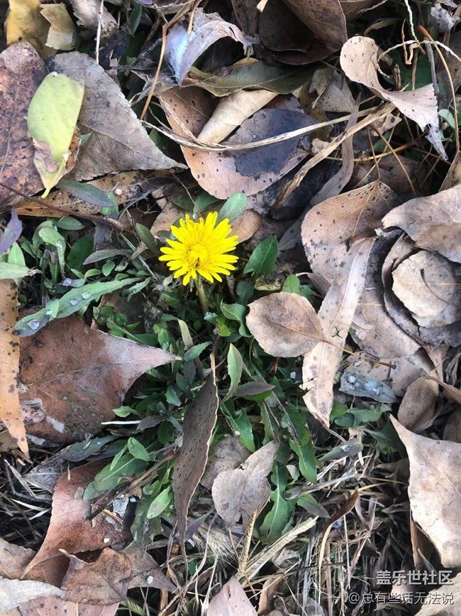 【凌冬將至】盛開的花