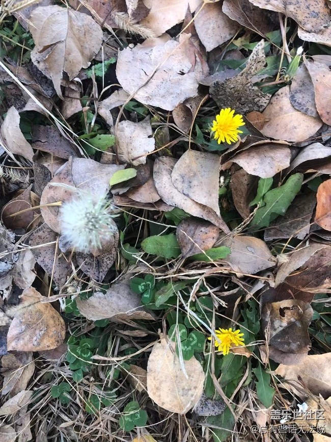 【凌冬將至】盛開的花