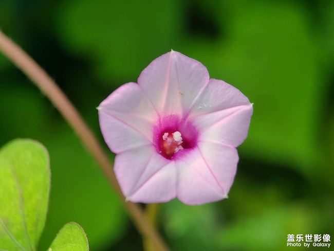 《每周星鮮事》 第128期: