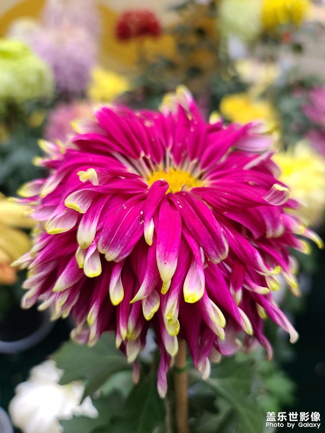 《每周星鮮事》 第128期: