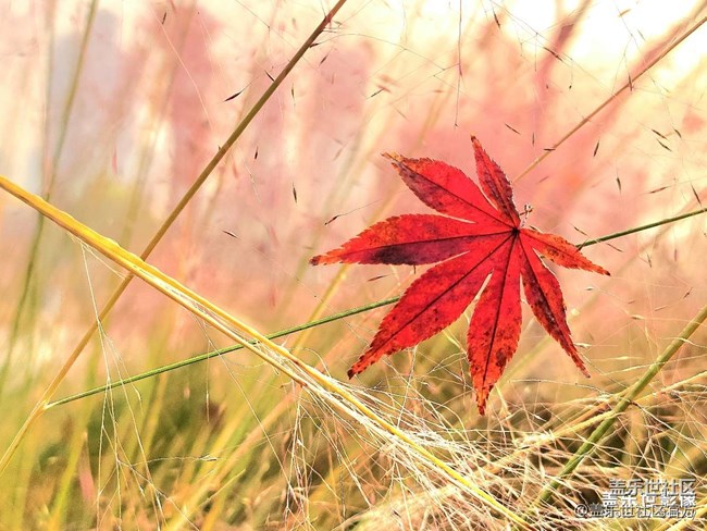 《每周星鮮事》 第128期: