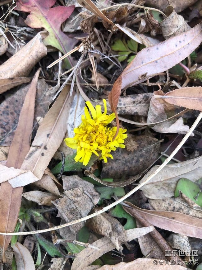 【凌冬將至】盛開的花