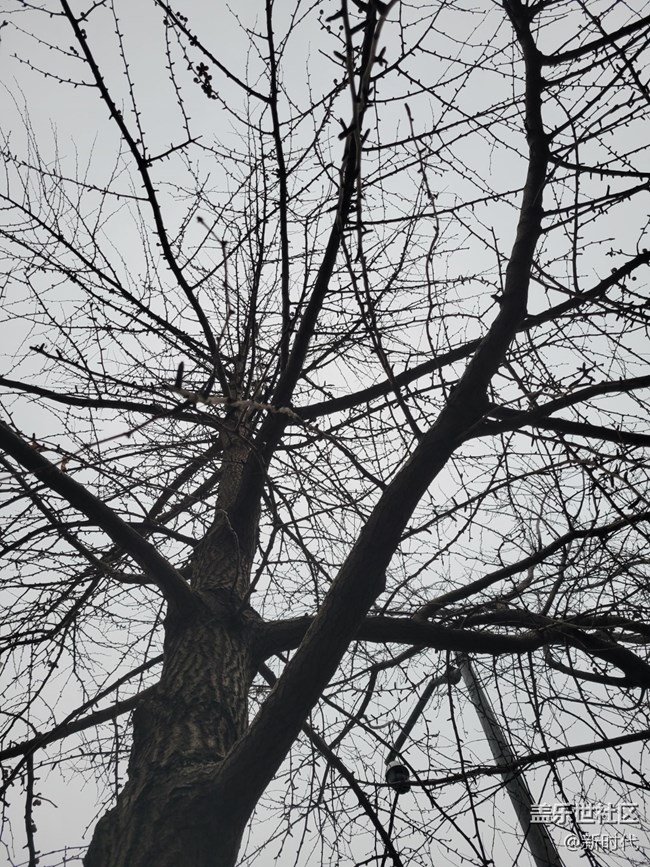 【凌冬將至】枯黃