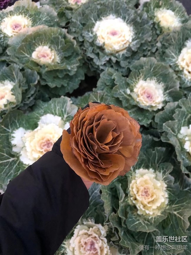 【凌冬將至】銀杏花