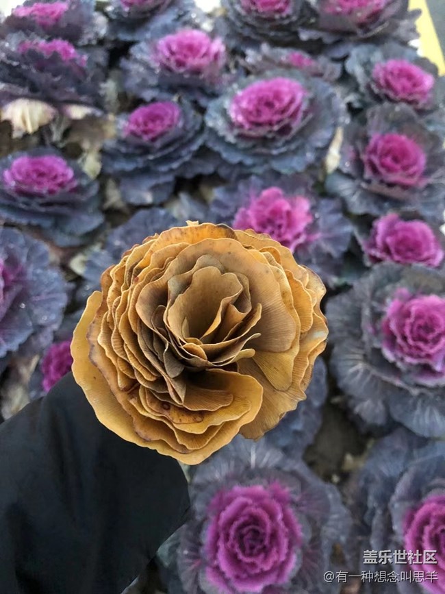 【凌冬將至】銀杏花