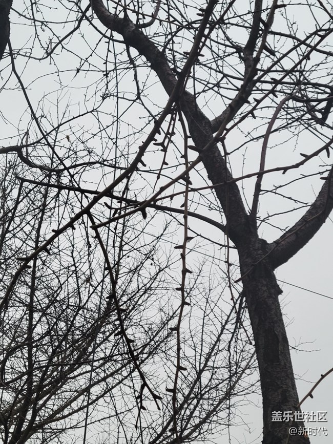 【凌冬將至】枯黃