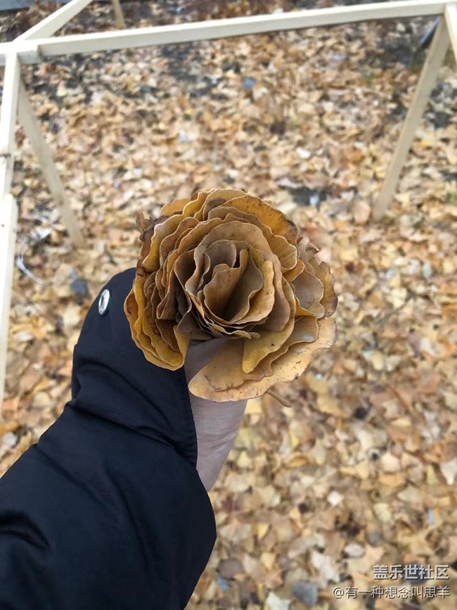 【凌冬將至】銀杏花