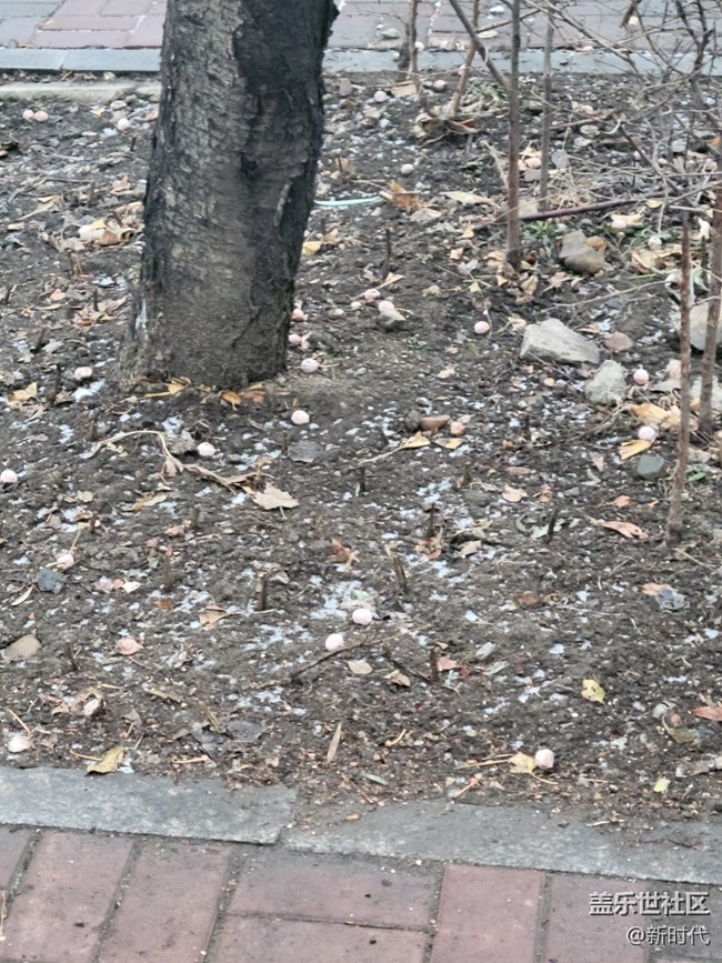 【凌冬將至】枯黃