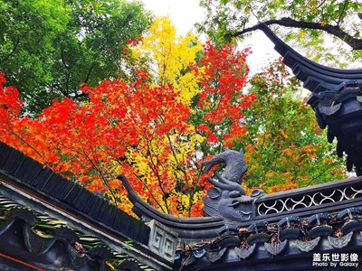 冬天和秋天已經(jīng)分不清了