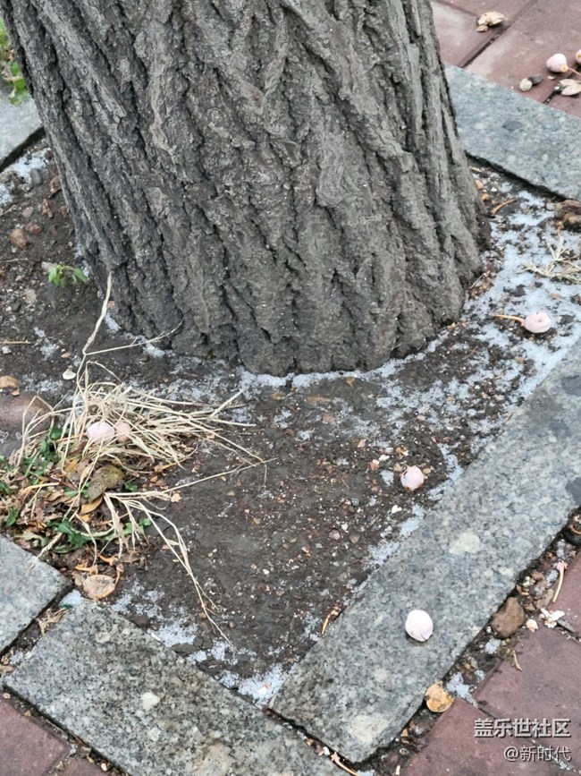 【凌冬將至】枯黃