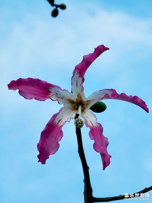 萬(wàn)紫千紅
