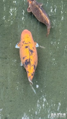 趵突泉.魚(yú)墩墩