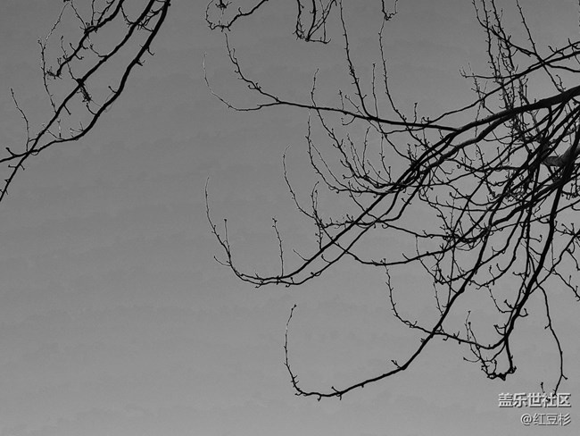 【凌冬將至】一棵大樹