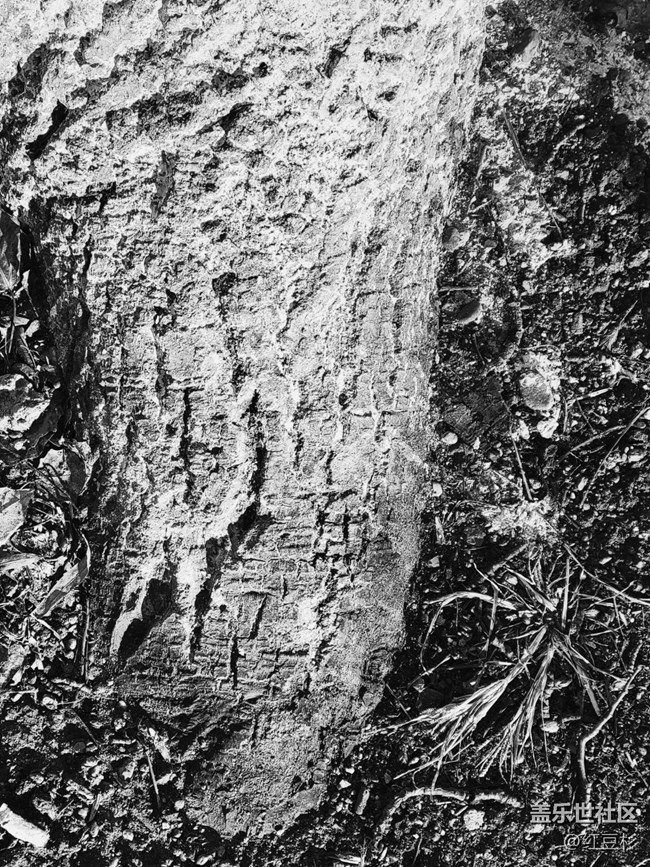 【凌冬將至】一棵大樹