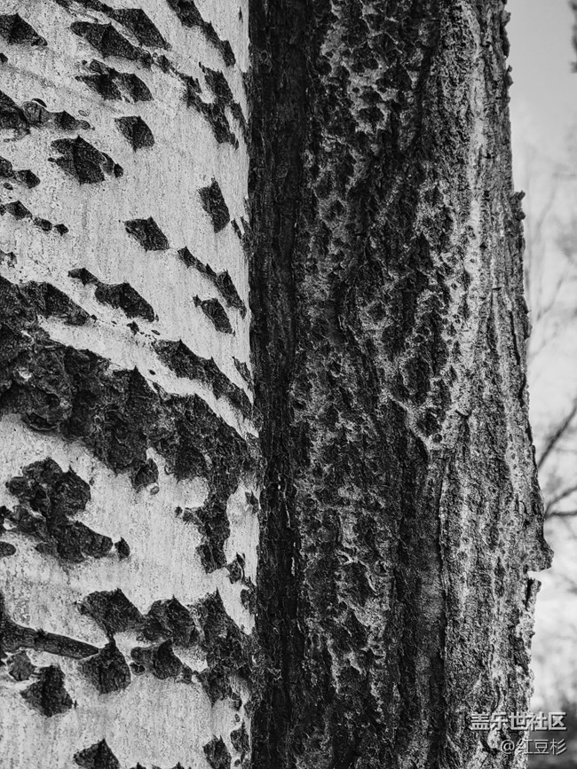 【凌冬將至】一棵大樹