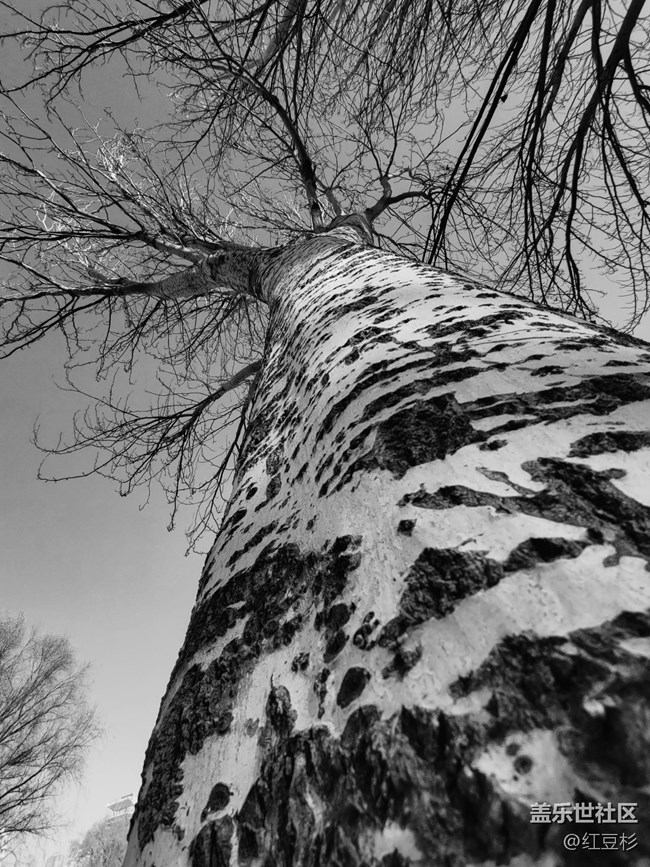 【凌冬將至】一棵大樹