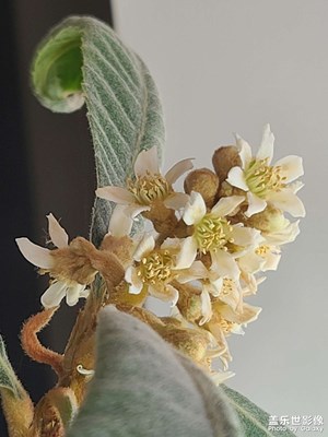 枇杷開花了