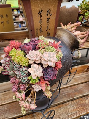 欣賞一下可愛的多肉