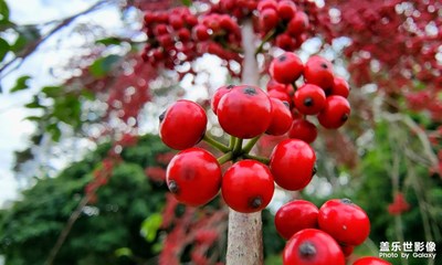 微距下的紅豆