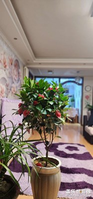 茶花