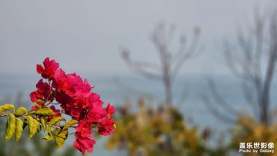 【天光凈影】+林邑隨拍
