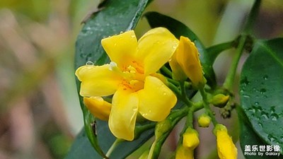 野花