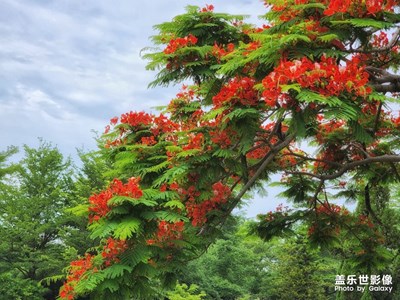 【難忘2022】+鳳凰花開(kāi)