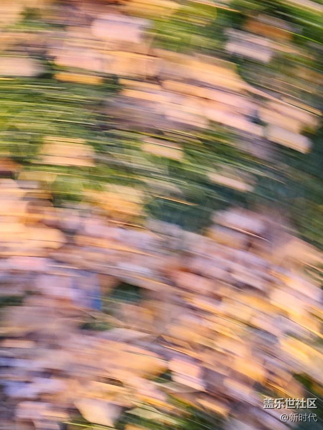 【如影隨形】樹(shù)木中的光影