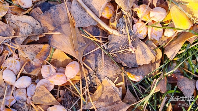 【如影隨形】樹(shù)木中的光影