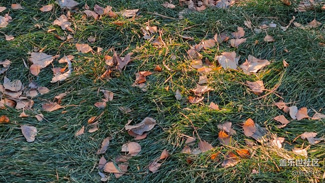 【如影隨形】樹(shù)木中的光影