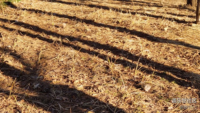 【如影隨形】樹(shù)木中的光影