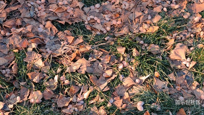 【如影隨形】樹(shù)木中的光影