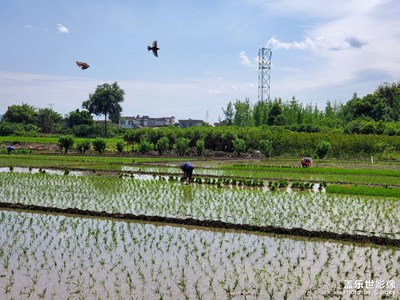 【難忘2022】+天高遠(yuǎn) 草長鶯飛