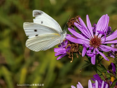 Galaxy S22Ultra   花間蝴蝶