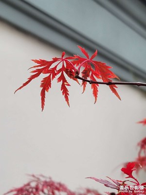 葉
