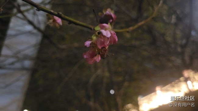 #冬日色彩——梅花開