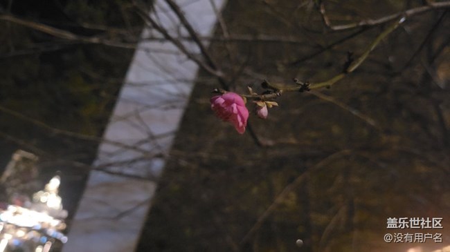 #冬日色彩——梅花開