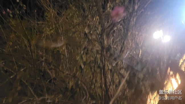 #冬日色彩——梅花開