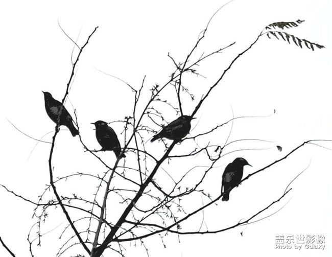 《每周星鮮事》 第129期: 《每周星鮮事》 第129期: