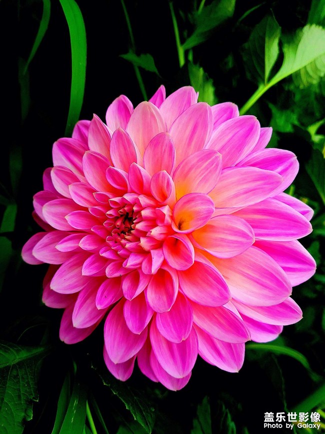 《每周星鮮事》 第129期: 《每周星鮮事》 第129期: