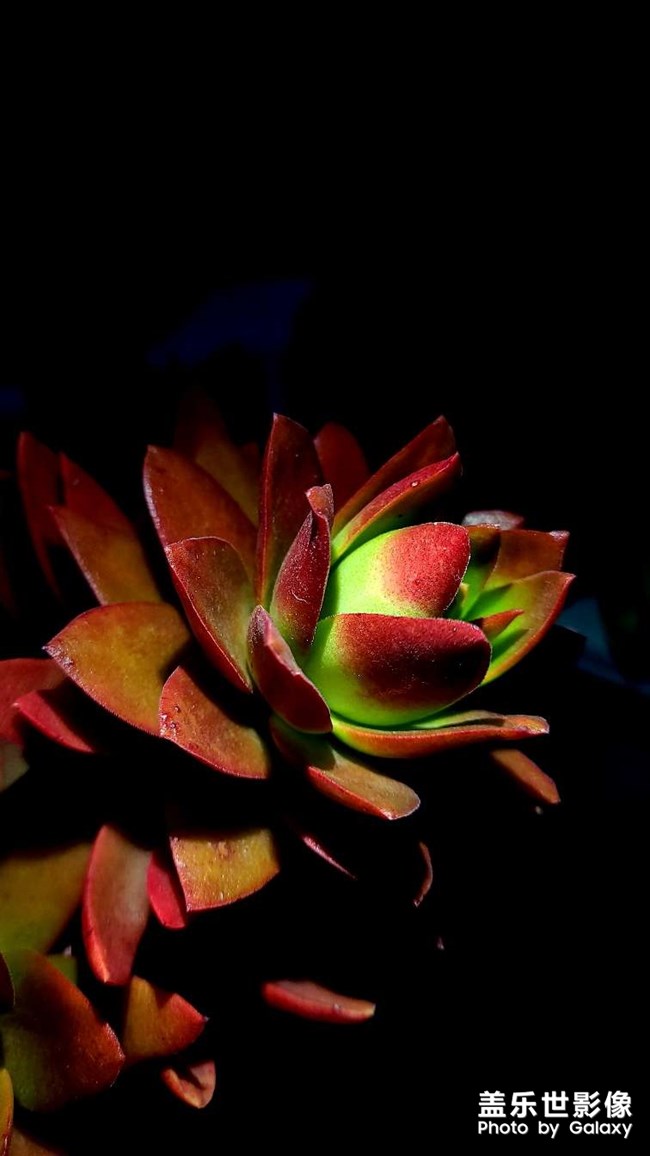 《每周星鮮事》 第129期: 《每周星鮮事》 第129期: