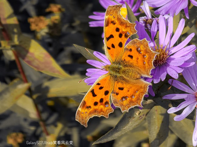 《每周星鮮事》 第129期: 《每周星鮮事》 第129期: