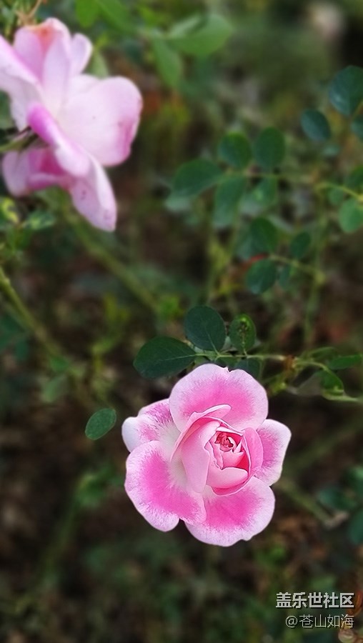 #冬日色彩——冬季到綠城來看花