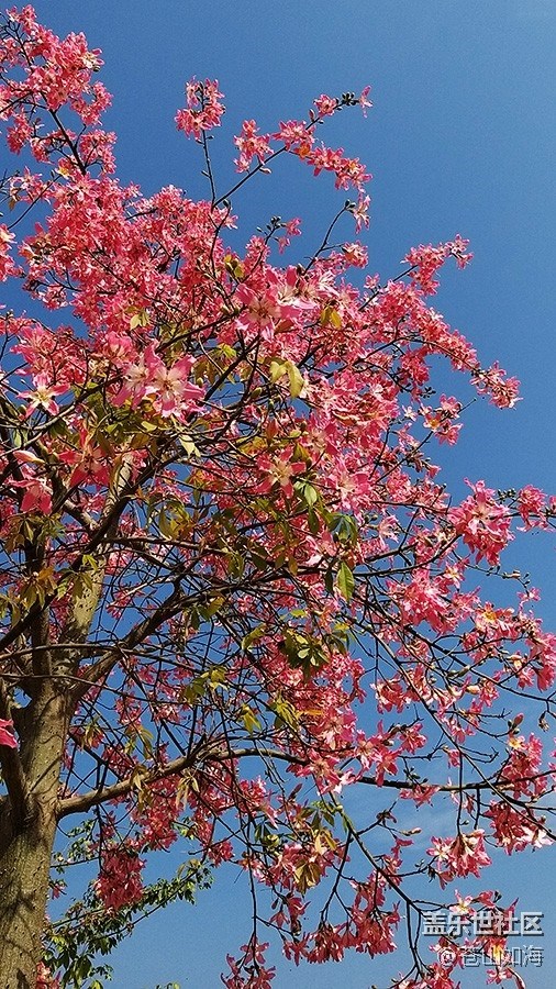 #冬日色彩——冬季到綠城來看花