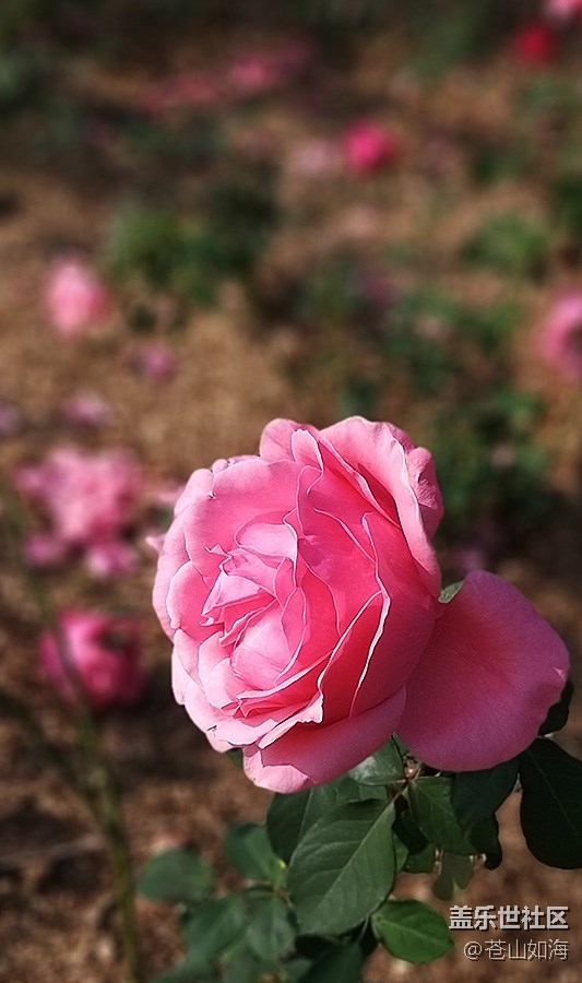 #冬日色彩——冬季到綠城來看花