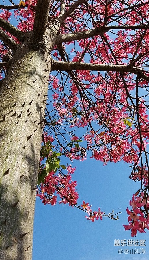 #冬日色彩——冬季到綠城來看花