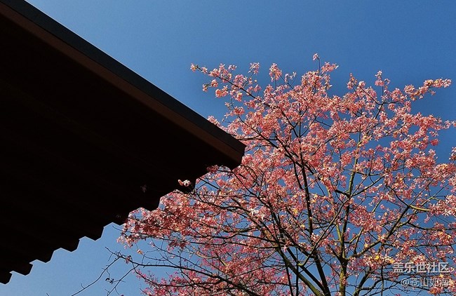 #冬日色彩——冬季到綠城來看花