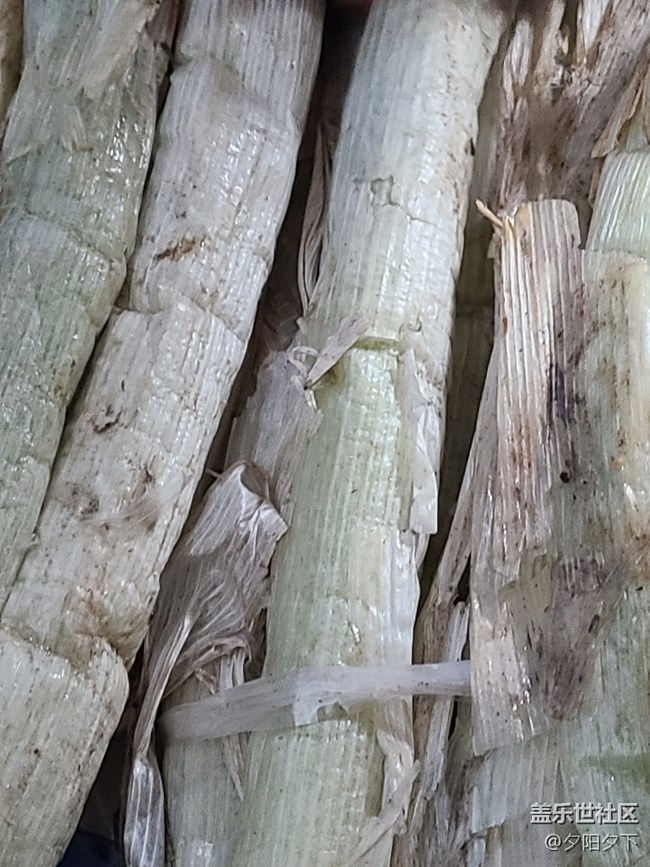 【打卡精彩生活】儲備大蔥