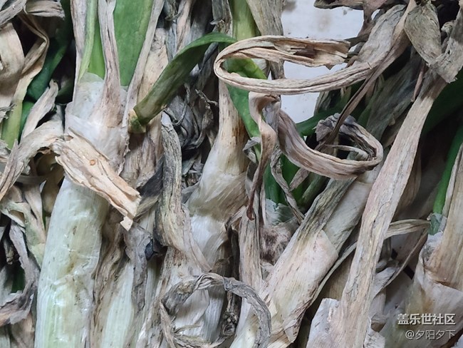 【打卡精彩生活】儲備大蔥